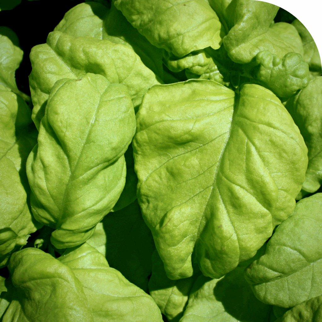 basilic