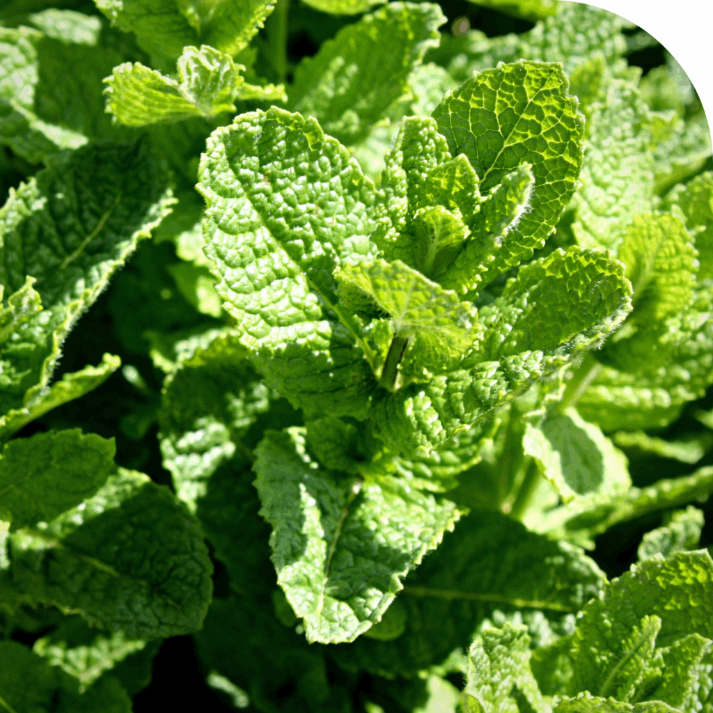 menthe