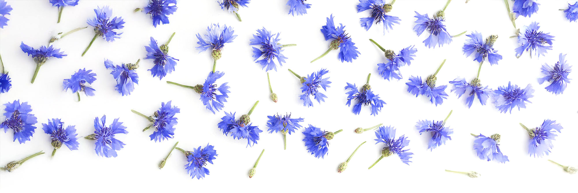 Fleurs