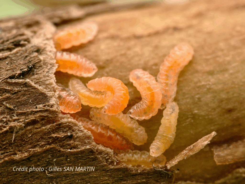 Galle enflée formée sur une feuille d'arbre, causée par un insecte parasite