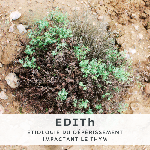 Vignette EDITh