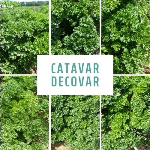 Vignette DECOVAR