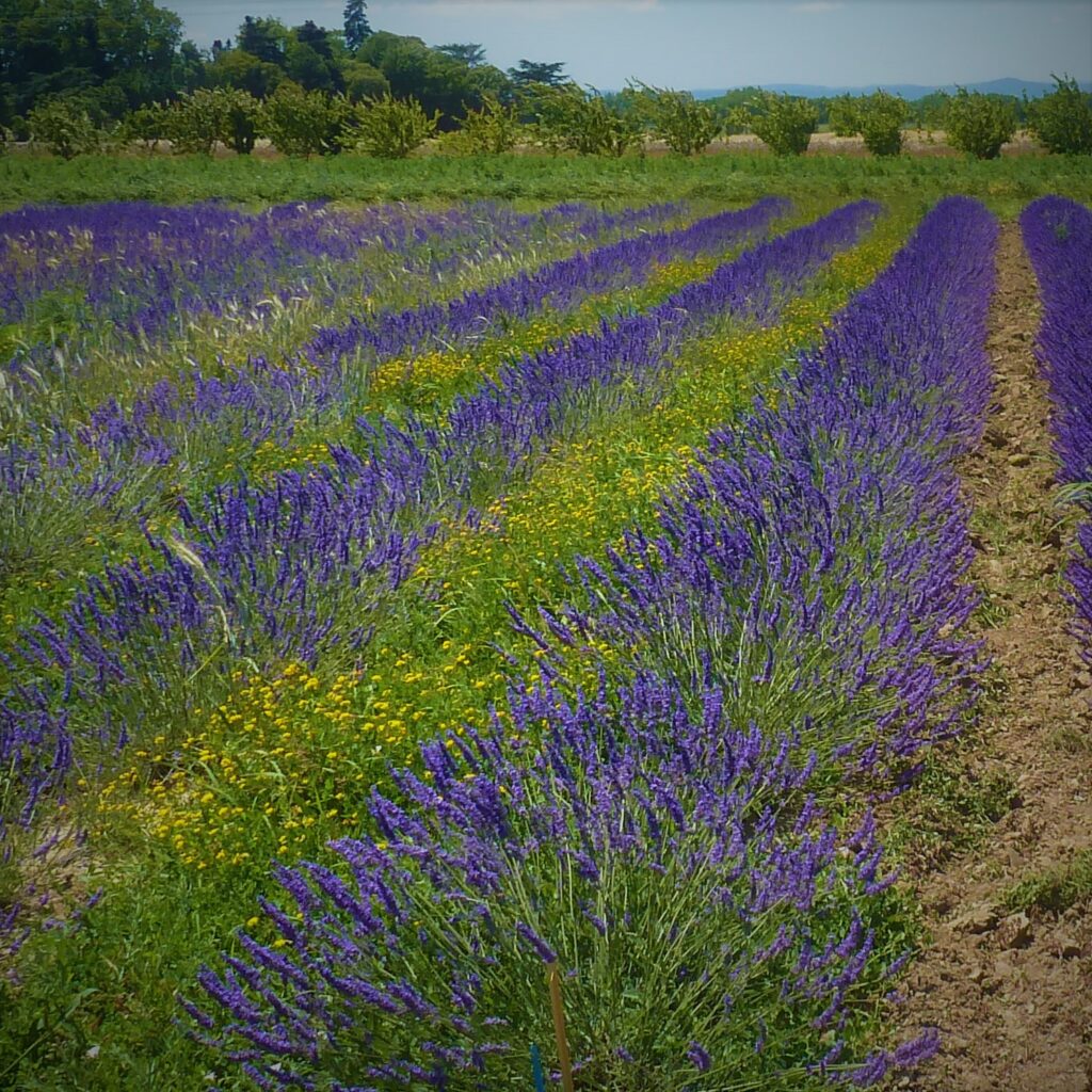 champ-lavande