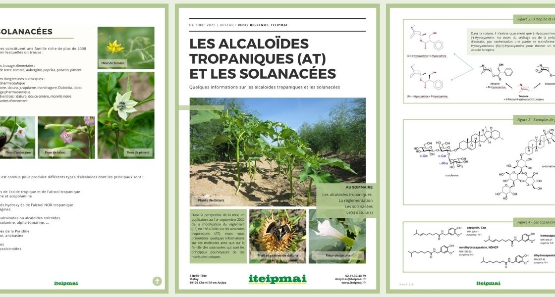 alcaloides tropaniques