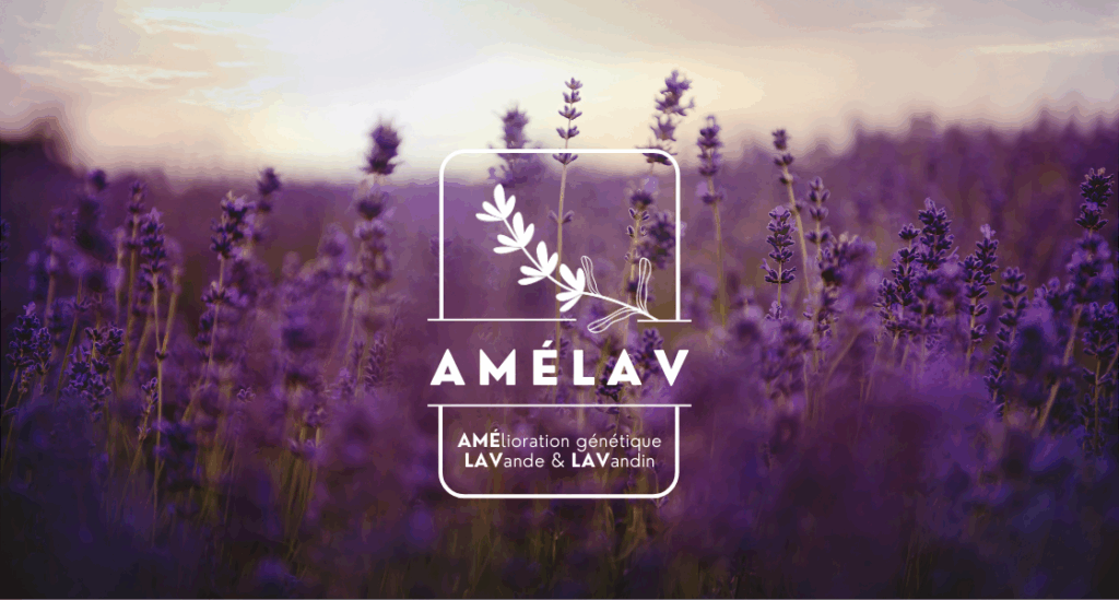 Amelav image couv
