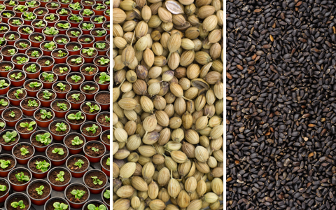 Catalogue variétés