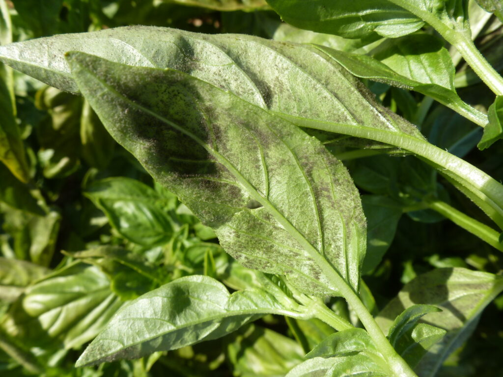 Mildiou-basilic-feuilles