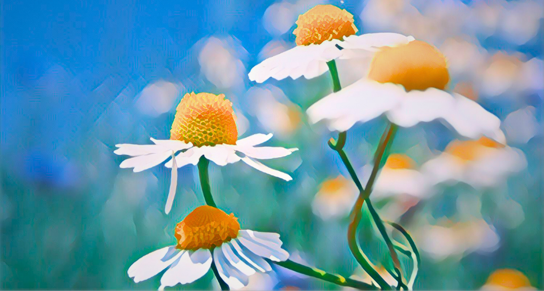 Image de matricaire sélection génétique