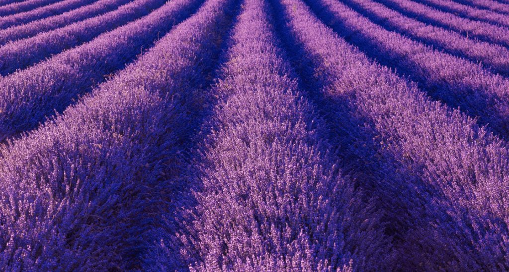 Champ de lavande Synthèse cécidomyies