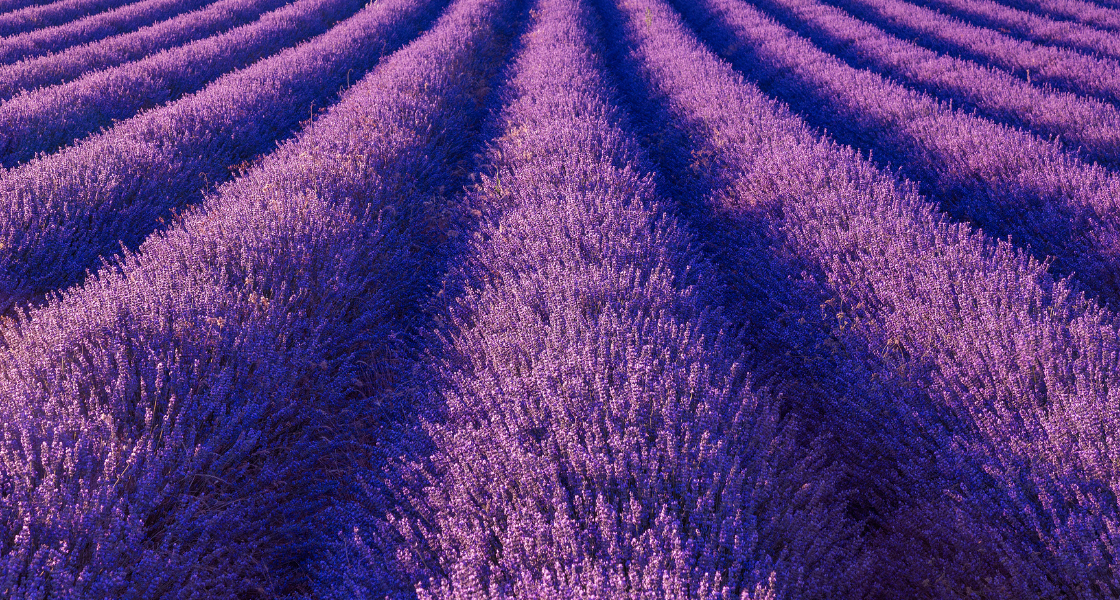 Champ de lavande Synthèse cécidomyies
