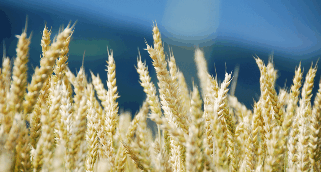 champ de blé gluten origine dans les PPAM