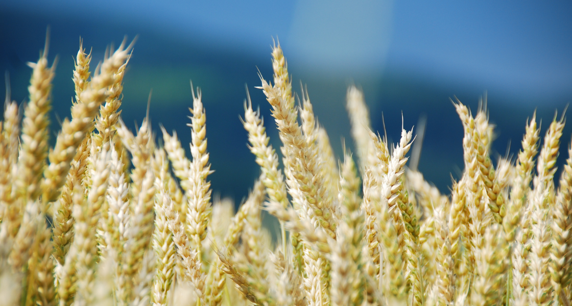 champ de blé gluten origine dans les PPAM